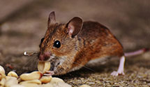 24 Hour & Emergency Exterminators in El Monte, CA